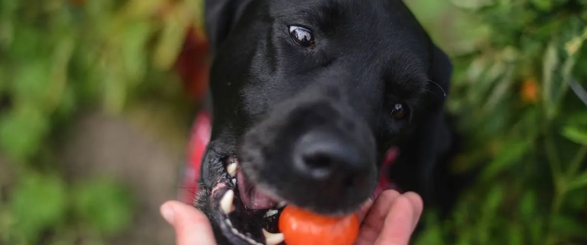 Are Vegan Diets Good For Dogs Cats