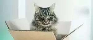 Best Black Friday Pet Deals