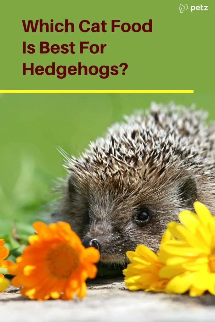 Best Cat Food For Hedgehogs