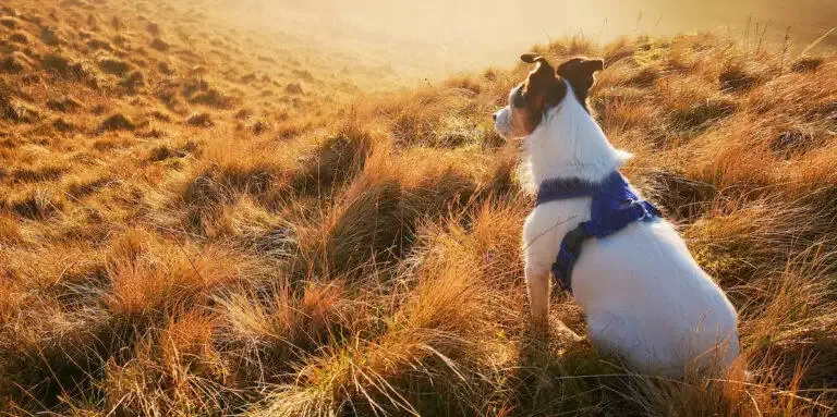 Best Dog Friendly Hotels In Wales