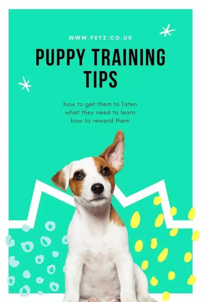 Best Puppy Training Tips