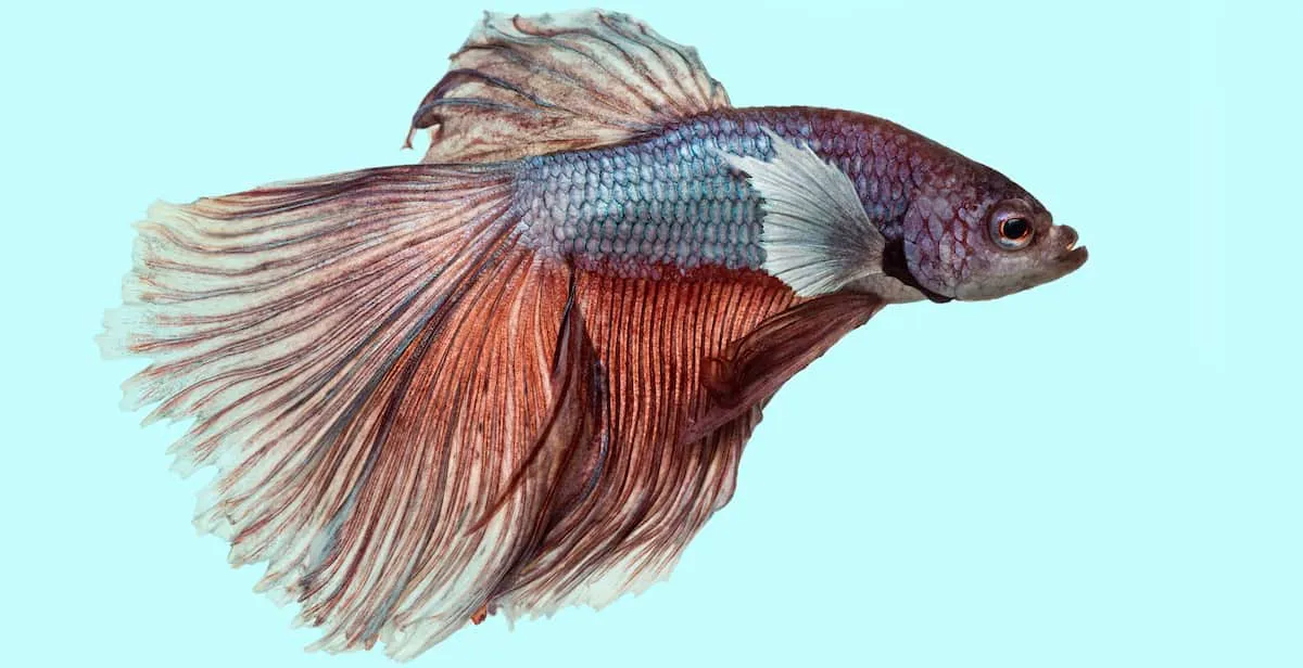 Betta Fish