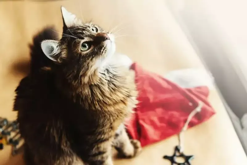 Cat Christmas Tree