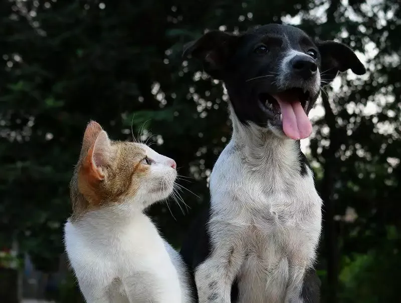 Ginger and white cat with a black and white dog outside