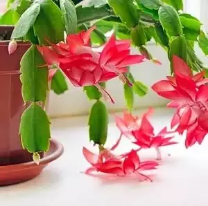 Christmas Cactus