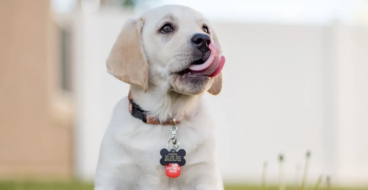 Dog ID Tag Law Guideline