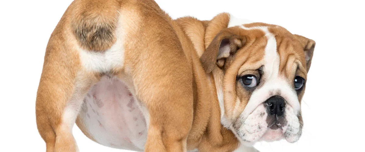 Dog anal impaction guide