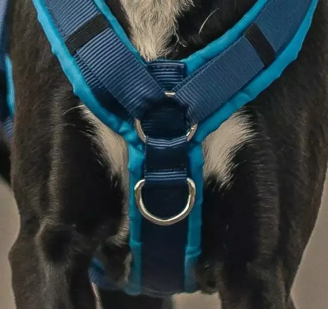 Dog harness with front chest clip