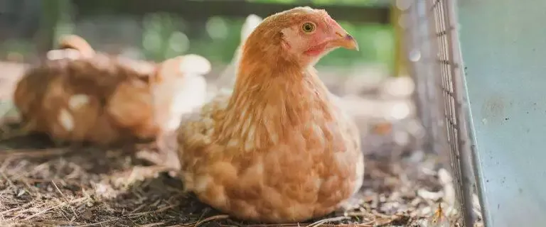 Guide To Keeping Chickens At Home