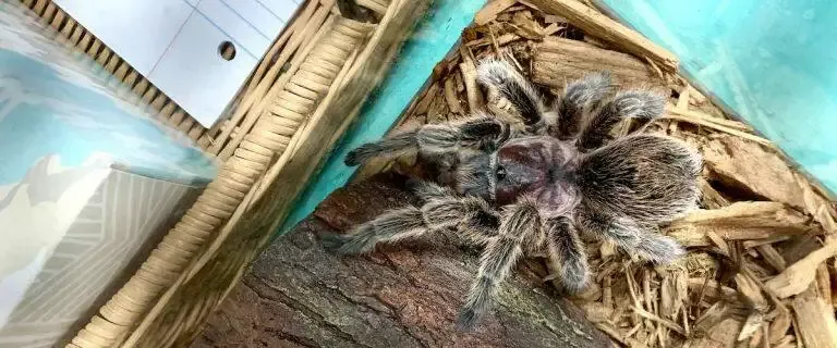Guide To Keeping Pet Tarantula