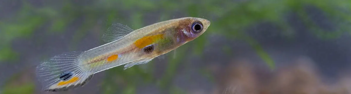 Guppy
