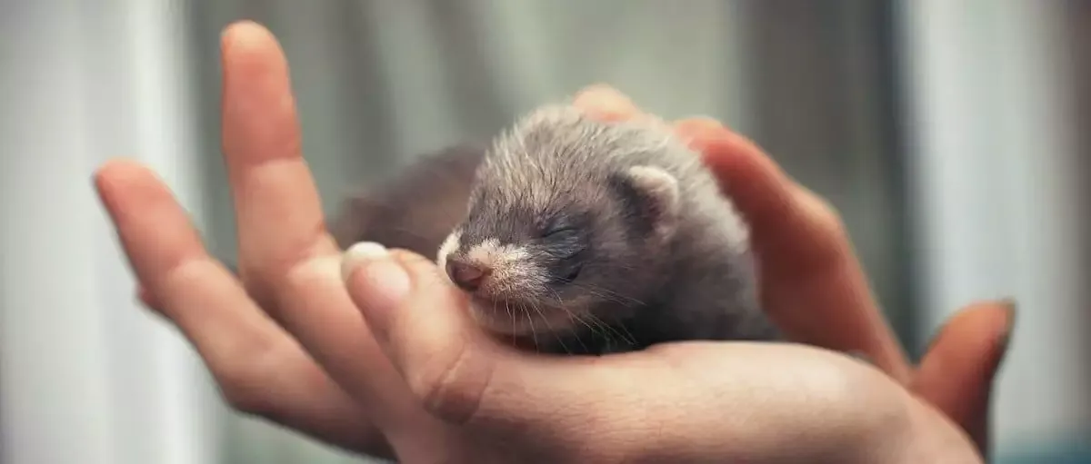 Handling Ferrets