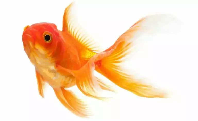 How To Care For Cold Water Fish