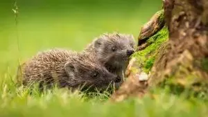 How To Care For Hedhehogs In Gardens