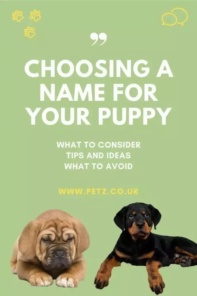 How To Choose Name For Your Puppy