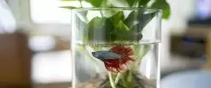 How To Clean Fish Tank