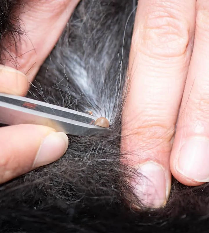 How To Remove A Tick From A Dog