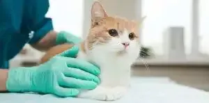 How To See A Vet From Home