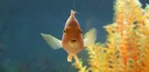 How To Sex A Goldfish