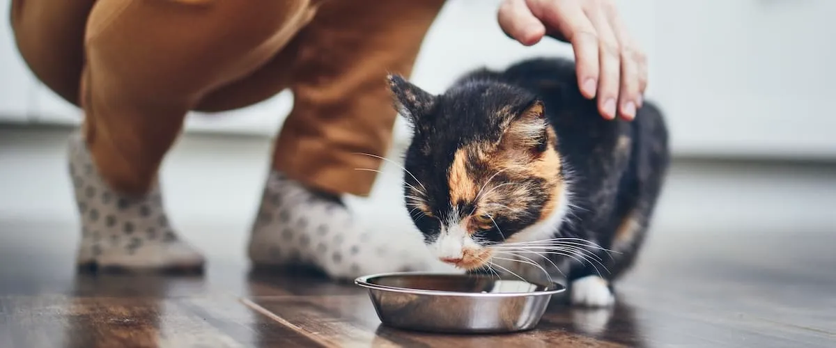 How To Stop Your Cat Being Fed Elsewhere