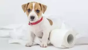 How To Toilet Train Your Puppy