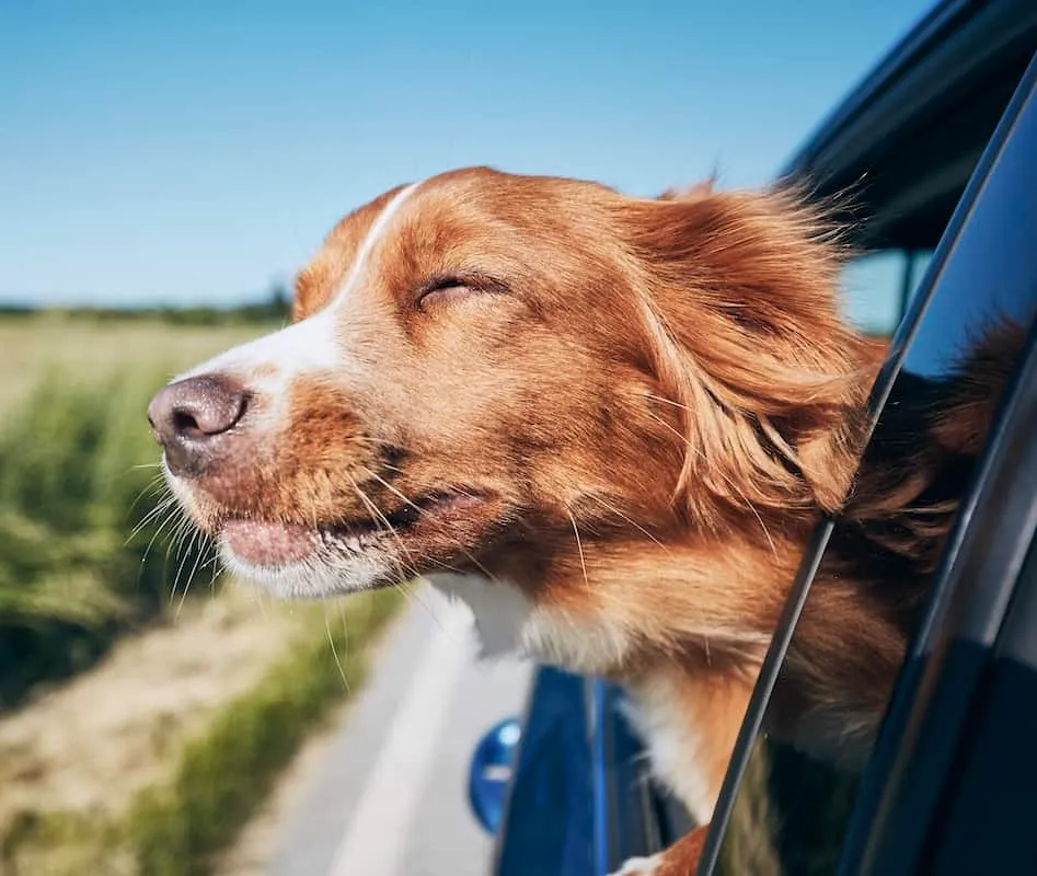 How To Travel With Dog In Car