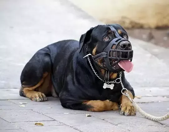 Rottweiler dog in a plastic rubber muzzle lying on the floor
