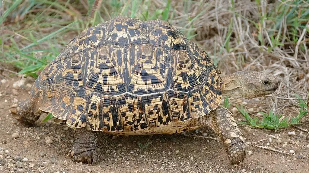 Leopard Tortoise