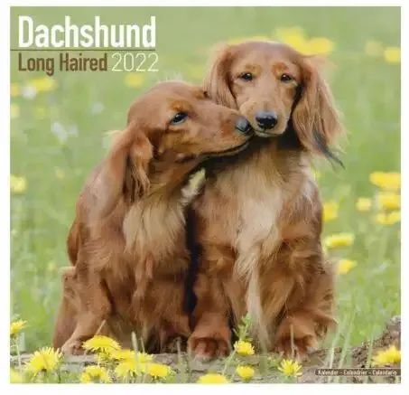 Dachshund Calendar 