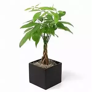 Money Tree