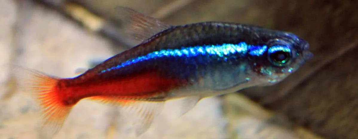 Neon Tetra Fish
