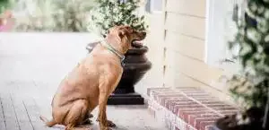 No Pets Clauses In Rented Property UK