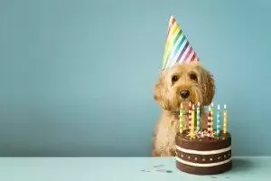 dog celebrating his birthday