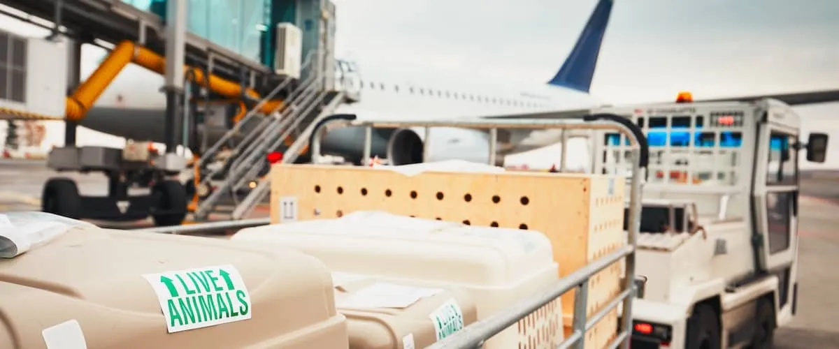 Pet Passports Travelling With Dogs Cats Ferrets