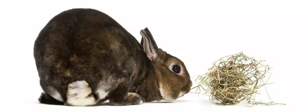 What Rabbits Can Eat