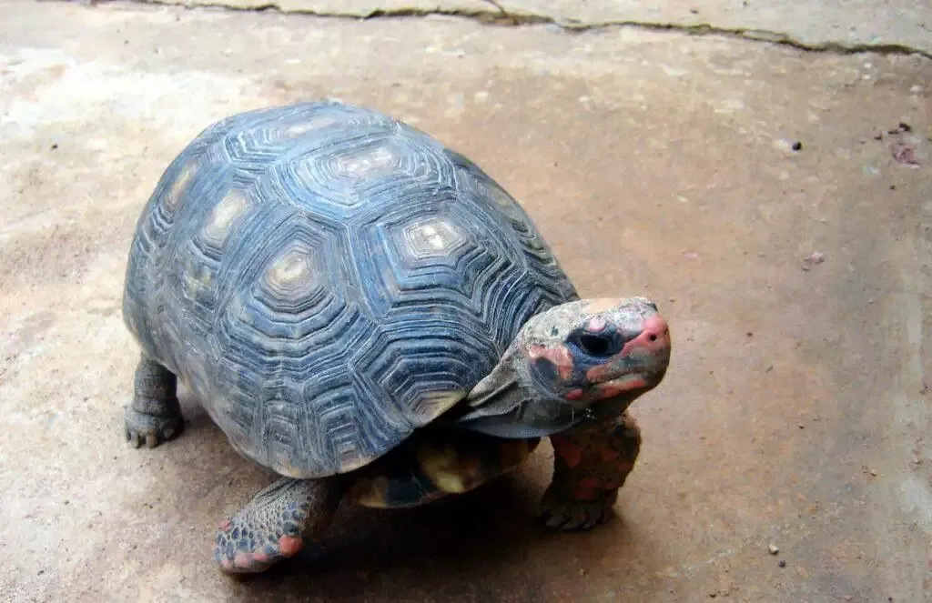 Red Footed Tortoise