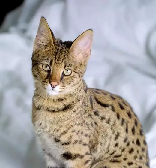 Savannah Cat
