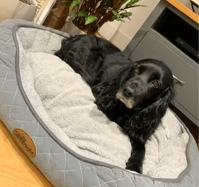 Silentnight Airmax Pet Bed