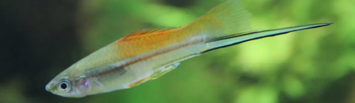 Swordtail Fish