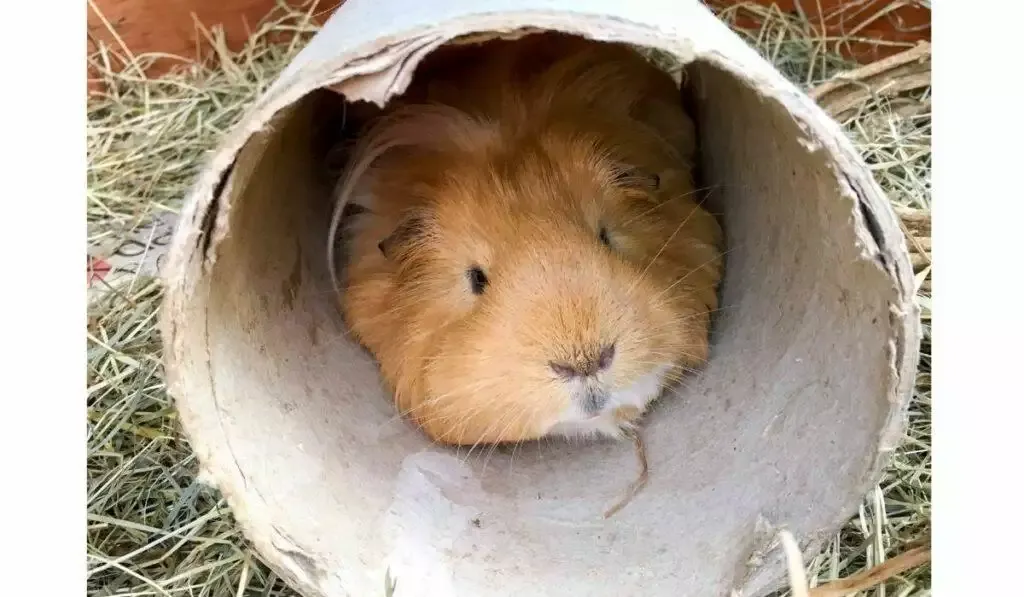  homemade guinea pig toy tunnel