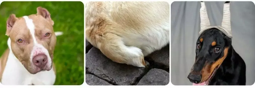 Cropped ears and docked tails on dogs