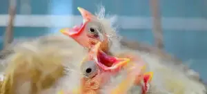 What To Do If You Find A Baby Bird