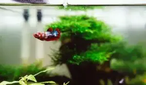 What temperature should a fish tank be