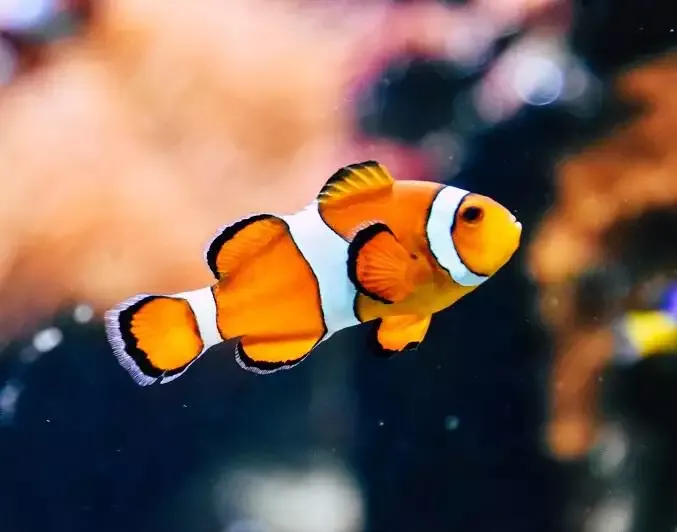 Which temperature water do clownfish need