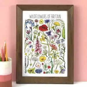 Wildflowers Of Britain Wildlife Watercolour Print