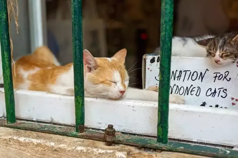 abandoning cats in pandemc