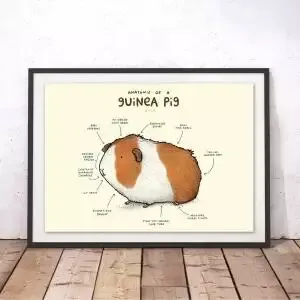 Anatomy of A Guinea Pig Print