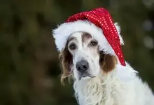 christmas pet name ideas