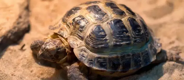 Best Tortoise Tables and Enclosures