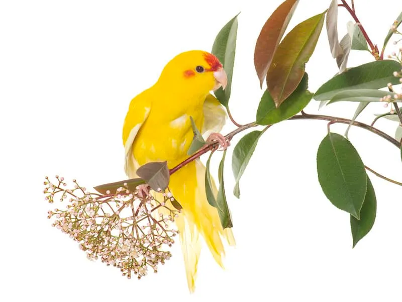 parakeet care information